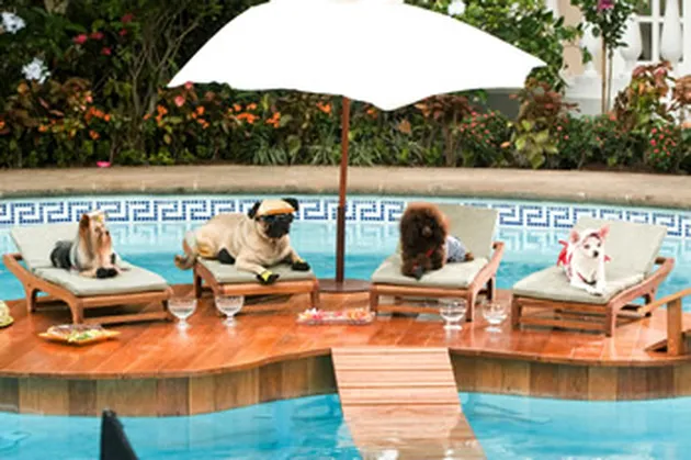 beverly hills cihuahua