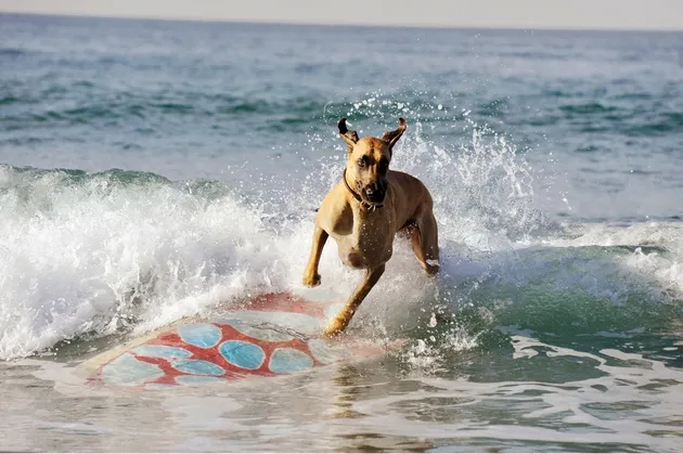 Marmaduke
