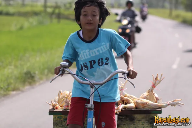 CITA-CITAKU SETINGGI TANAH