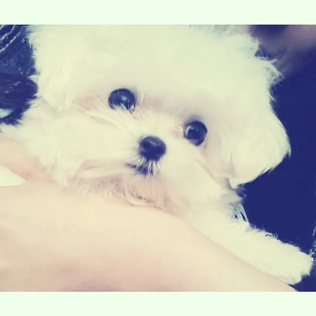 Tiffany Girls Generation