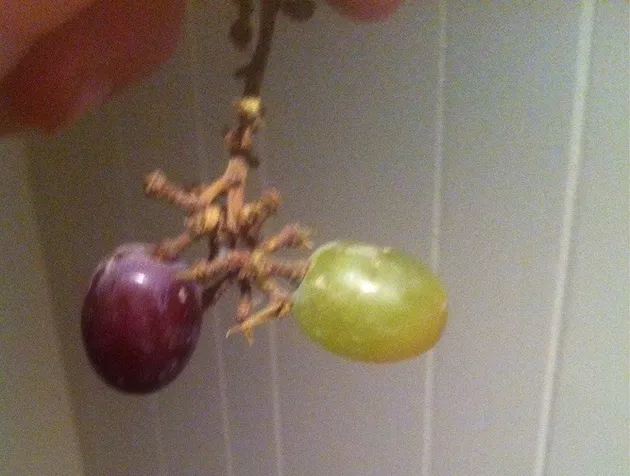 Foto Aneh, Foto Unik