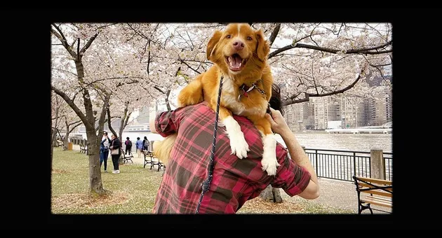 Sinopsis film Good Boy