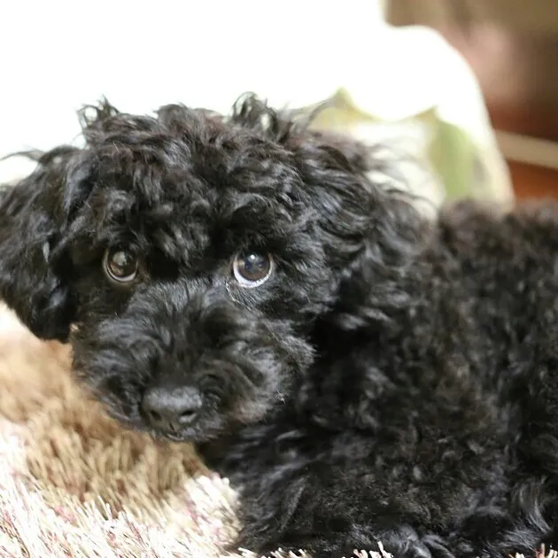 Taeyeon Girls Generation