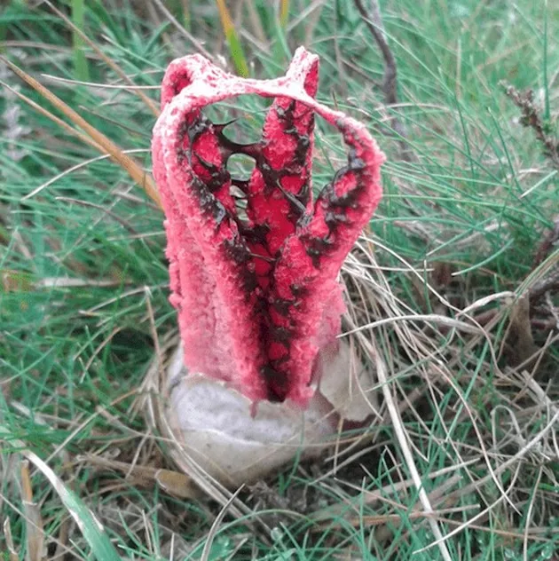 australia, hal-hal unik dari australia, hal-hal mengerikan dari australia