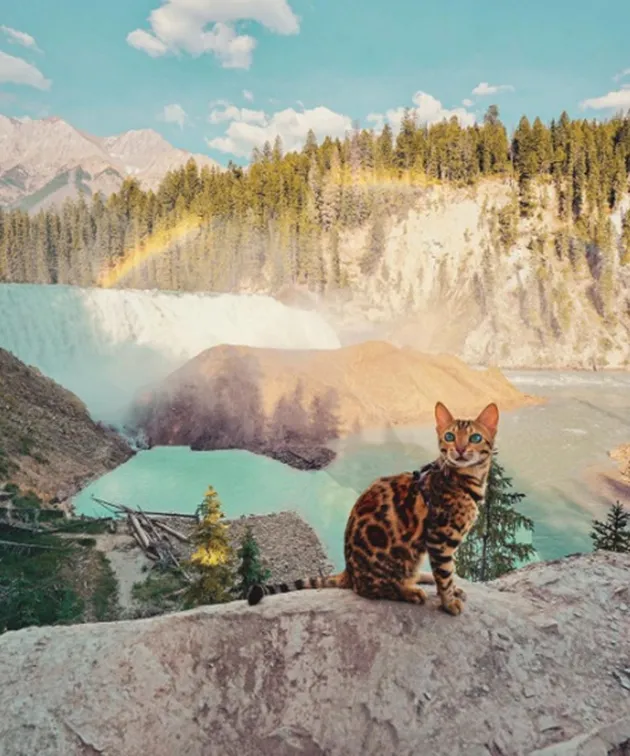 suki the cat, pecinta kucing, kucing traveling, adventure cat
