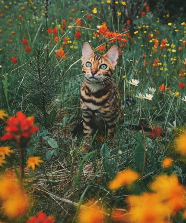 suki the cat, pecinta kucing, kucing traveling, adventure cat