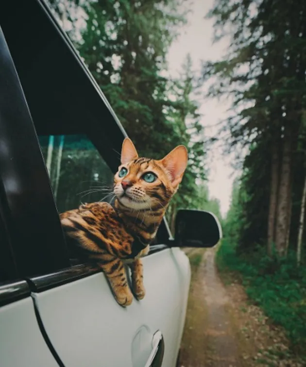 suki the cat, pecinta kucing, kucing traveling, adventure cat