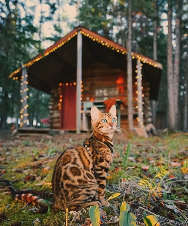suki the cat, pecinta kucing, kucing traveling, adventure cat