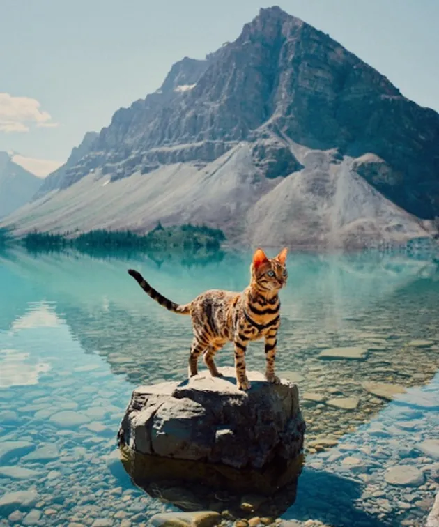 suki the cat, pecinta kucing, kucing traveling, adventure cat