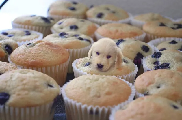 anjing lucu