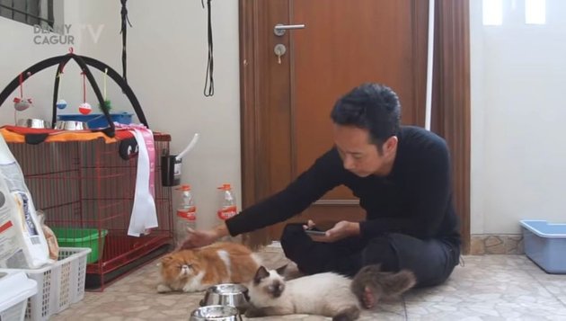 8 Portraits of Indonesian Celebrities Showing Their Love for Cats as Beloved Pets - Some of Them Have Expensive Cat Breeds