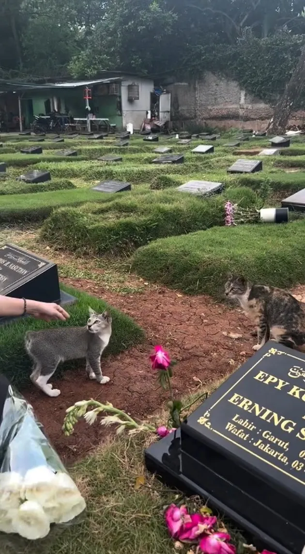 Kucing di makam Epy Kusnandar