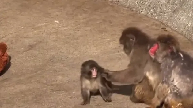 Punch mendekati monyet dewasa tapi ditolak