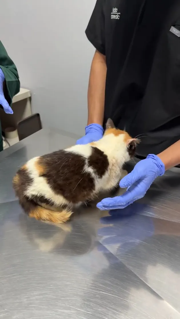 Kondisi Kucing Uya Kuya