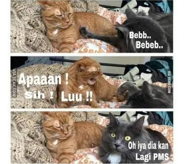 Meme Cewek PMS