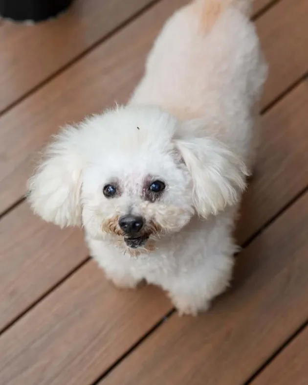 Potret anjing kesayangan Maia Estianty