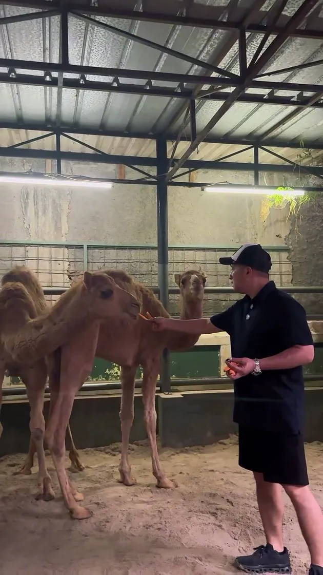 Momen Irfan Hakim dapat hadiah unta