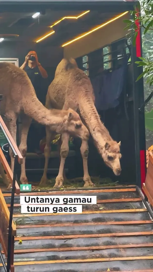 Momen Irfan Hakim dapat hadiah unta