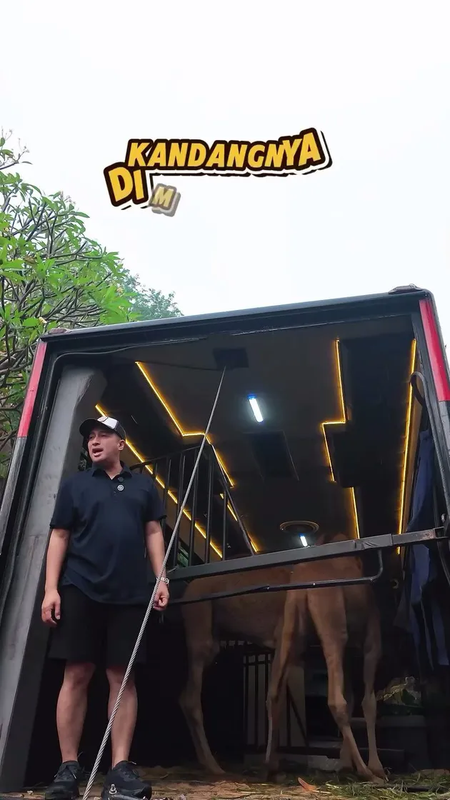 Momen Irfan Hakim dapat hadiah unta