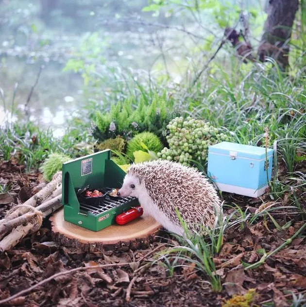 Landak Mini