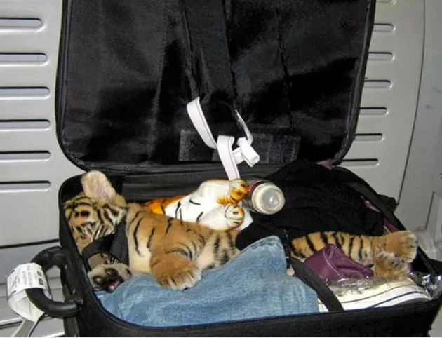 barang selundupan, barang aneh, barang selundupan paling aneh