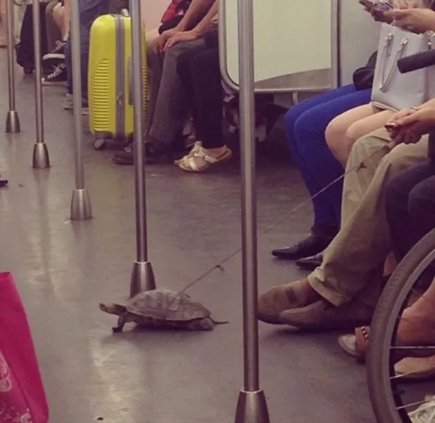 hal-hal unik di subway, foto unik, foto aneh