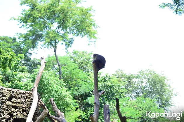 Foto Terbaru Kebun Binatang Surabaya