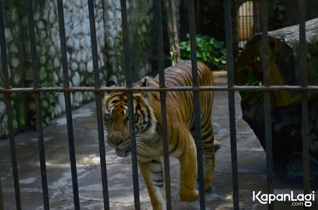 Foto Terbaru Kebun Binatang Surabaya