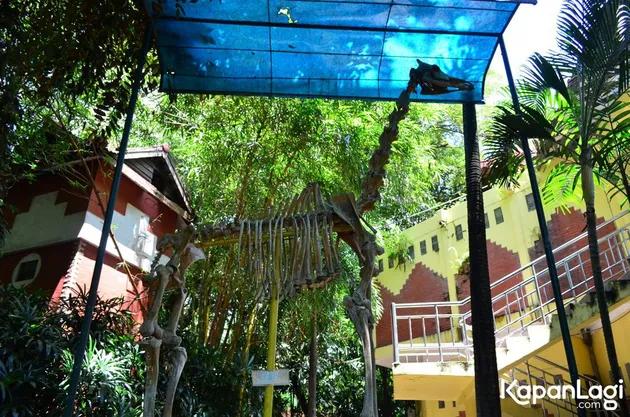 Foto Terbaru Kebun Binatang Surabaya