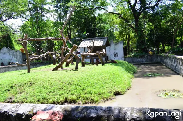 Foto Terbaru Kebun Binatang Surabaya