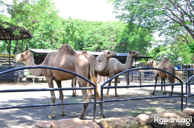 Foto Terbaru Kebun Binatang Surabaya