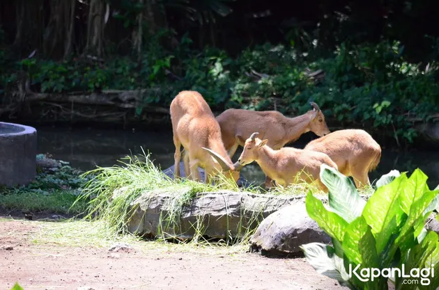 Foto Terbaru Kebun Binatang Surabaya