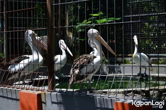 Foto Terbaru Kebun Binatang Surabaya