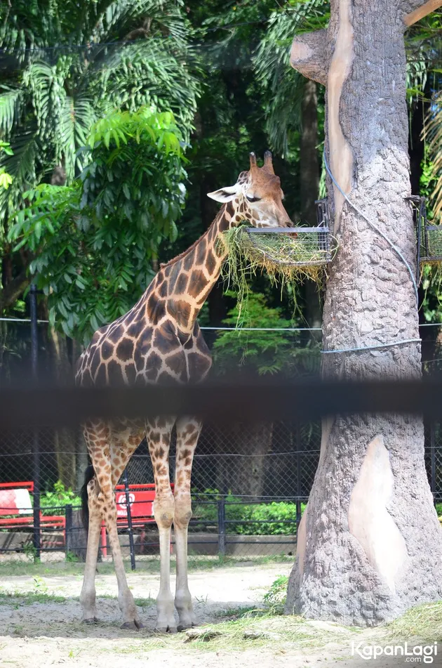 Foto Terbaru Kebun Binatang Surabaya