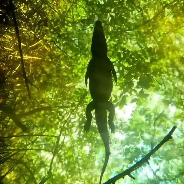 Buaya yang Ditemui Kirana Larasati di Meksiko