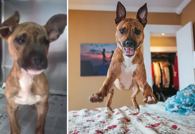 anjing peliharaan