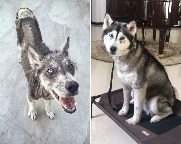 anjing peliharaan