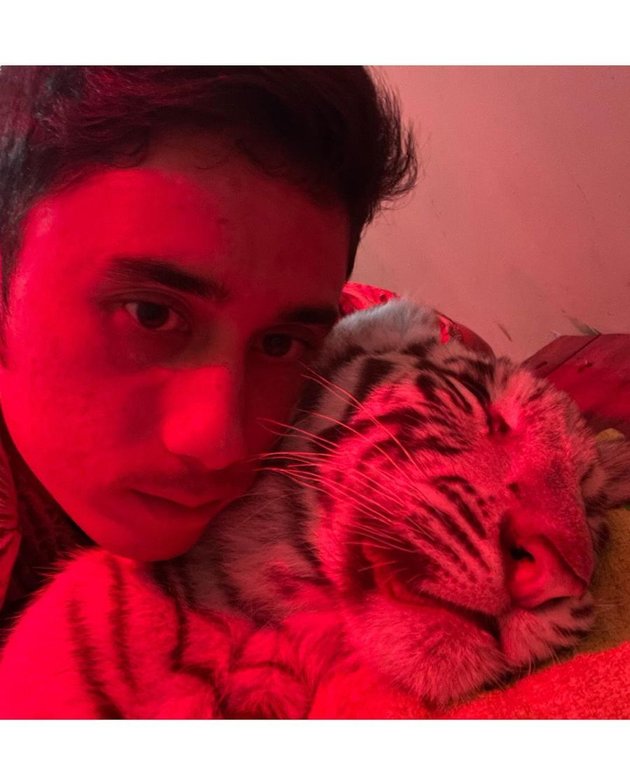 Alshad pun membagikan beberapa foto selfie bareng menunjukkan kondisi dari Selen. Terlihat harimau tersebut tampak tidur terlelap.