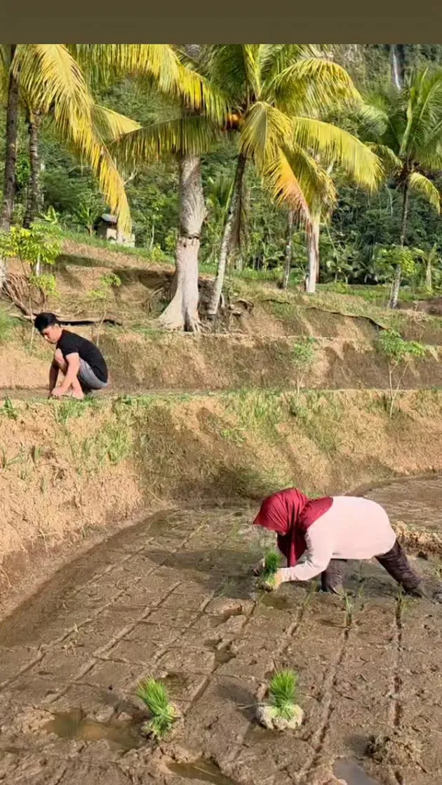 Ibu Lesti menanam padi di sawah