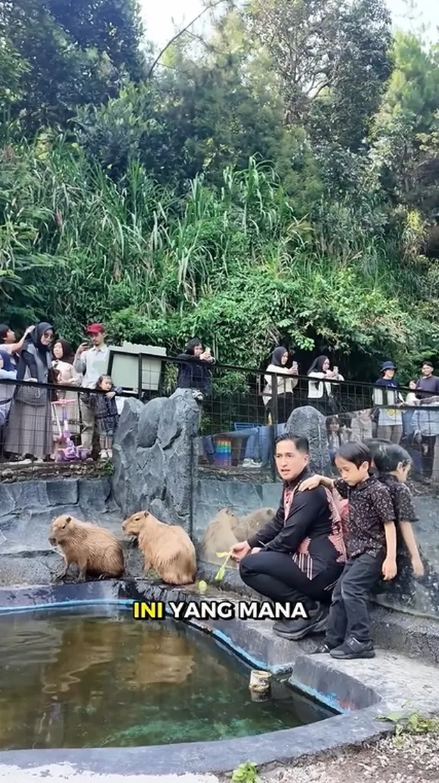 Memilih Capybara dengan Minta Pendapat Putranya