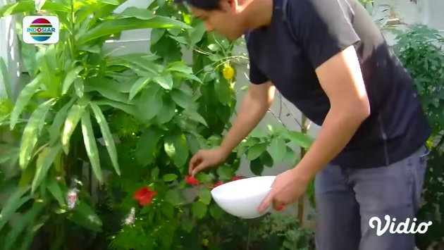 Portrait of Lucky Hakim Eating Flowers from His Own Garden, Including Frangipani and Roses