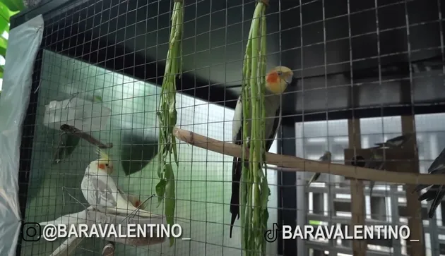 brung di Rumah Angela Gilsha