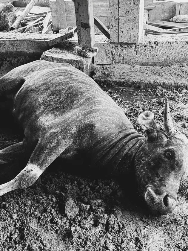 Sapi Selfi Yamma.
