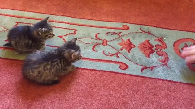 masjid, berita unik, masjid unik, masjid berisi kucing