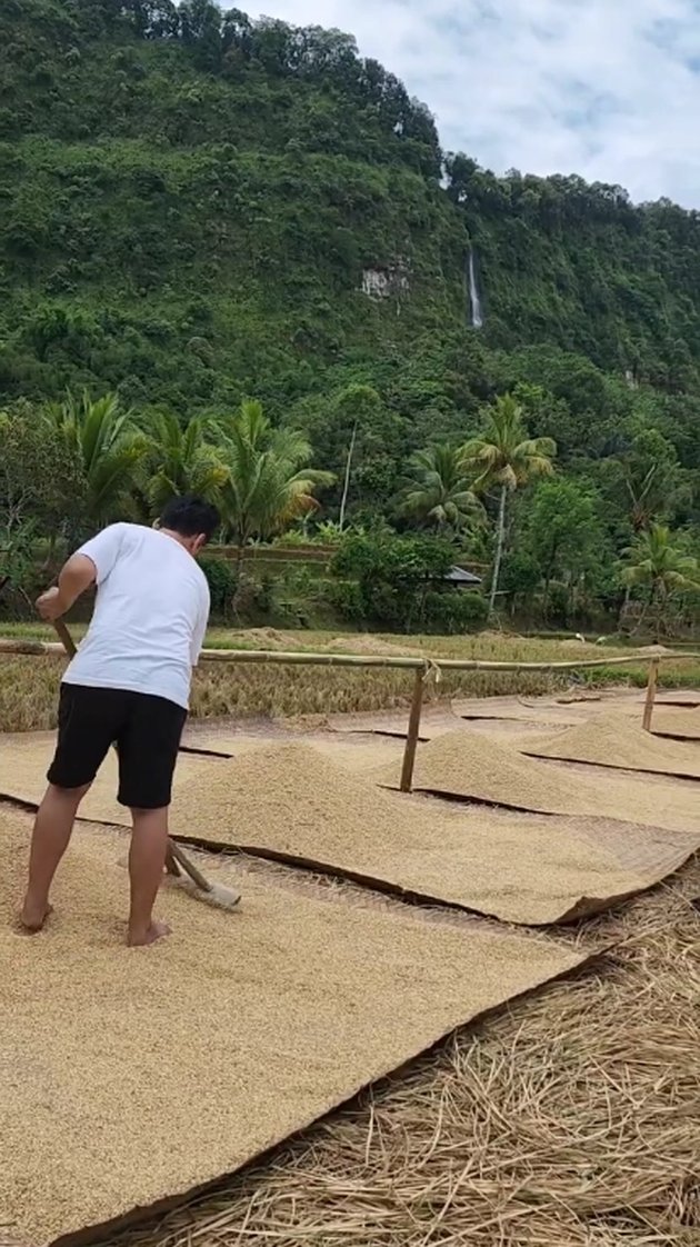 Her Daughter Becomes a Successful Dangdut Singer, Portrait of Endang Mulyana, Lesti Kejora's Father Who is Drying Rice - Still Living a Simple Life