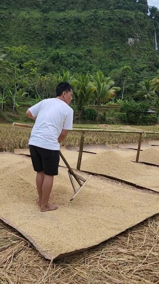 Her Daughter Becomes a Successful Dangdut Singer, Portrait of Endang Mulyana, Lesti Kejora's Father Who is Drying Rice - Still Living a Simple Life