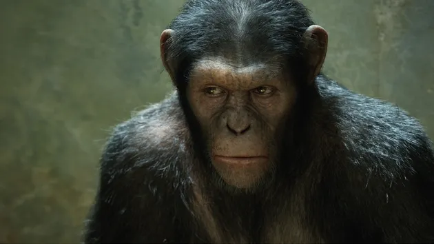Rise Of The Planet Of The Apes