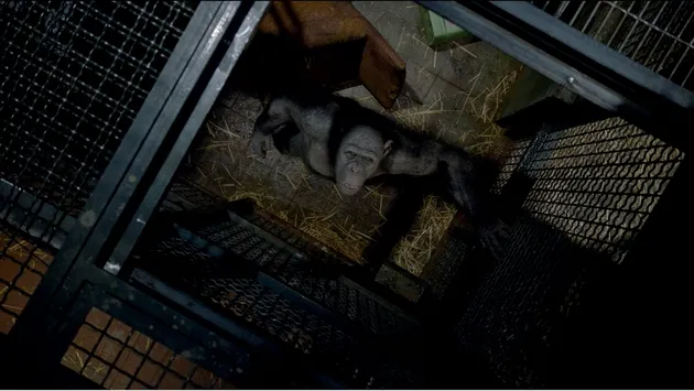 Rise Of The Planet Of The Apes