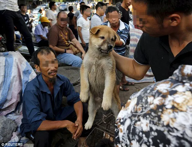 Sadis Foto Foto Festival Yulin Pesta Makan Anjing Dan Kucing