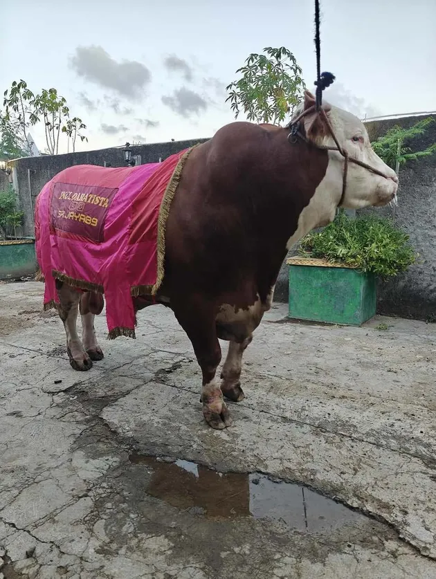 Inul Daratista Siapkan Lima Ekor Sapi Kurban